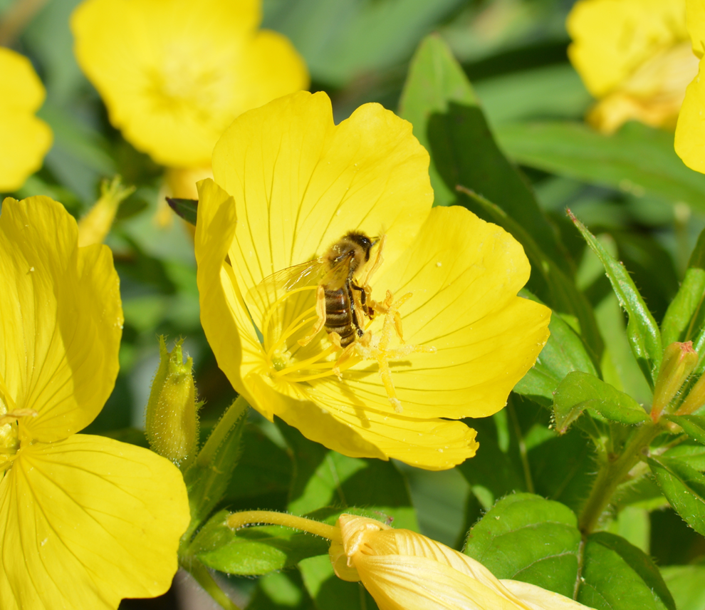 EVENING PRIMROSE